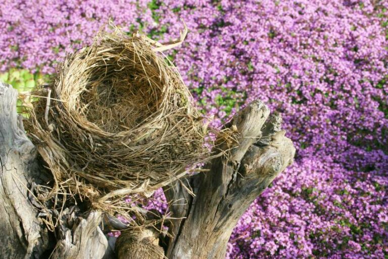 best inspirational empty nest quotes