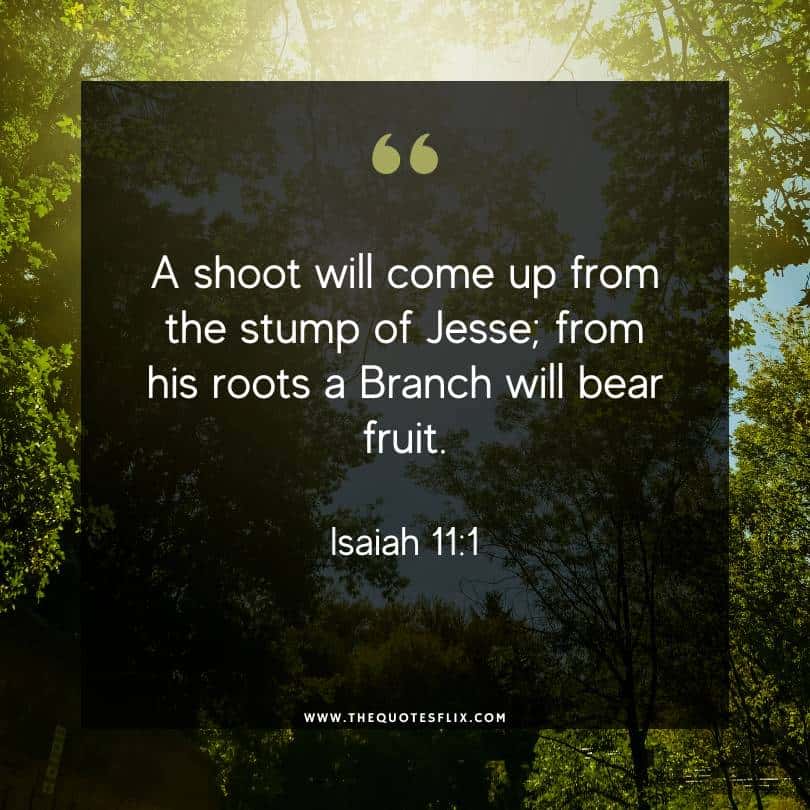 Christmas wishes from the bible - shoot will come up a branch will bear fruit
