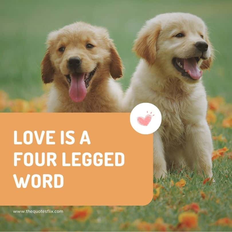 Caption For Dog Photos - love is four legged word