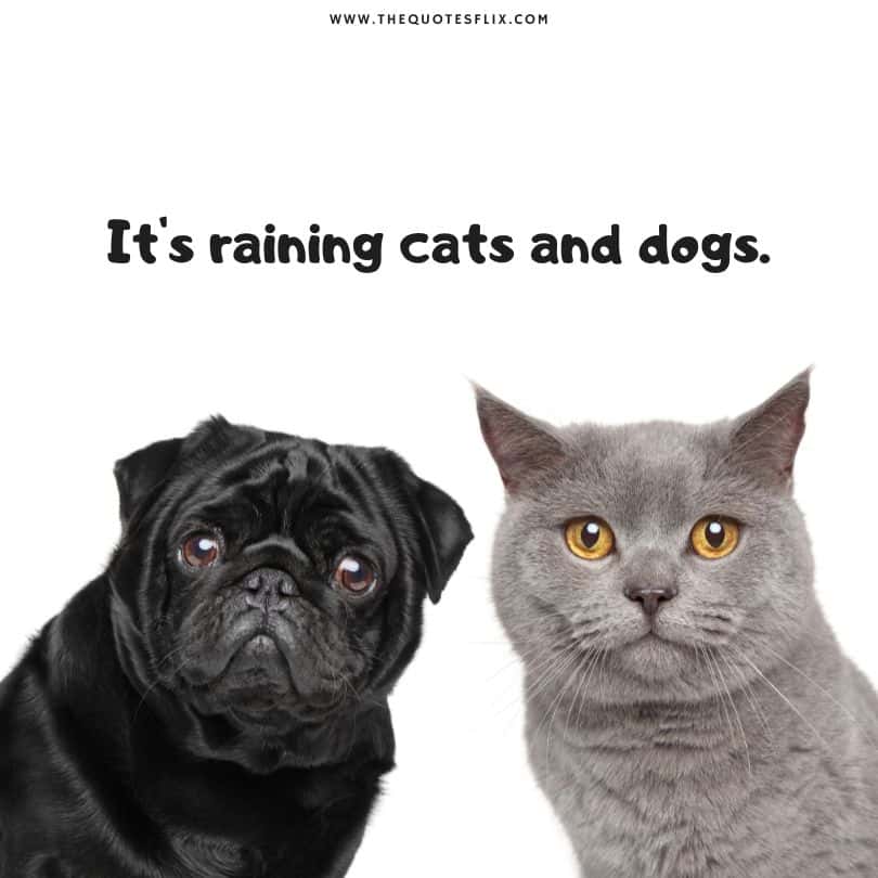 Funny Dog Captions - raining cats and dogs
