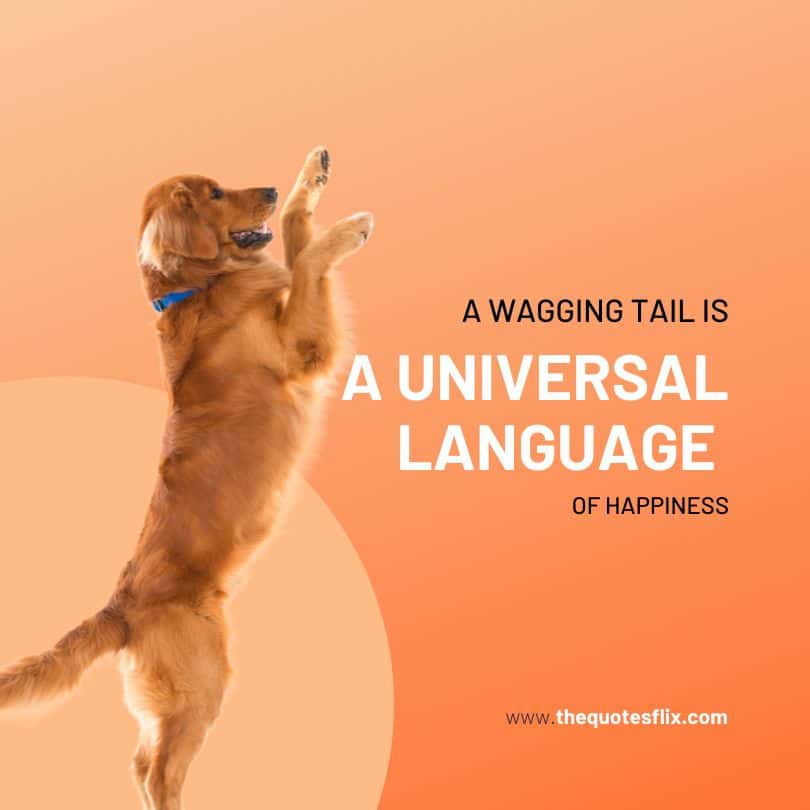 Instagram dog love quotes - wagging tail is language of happiness