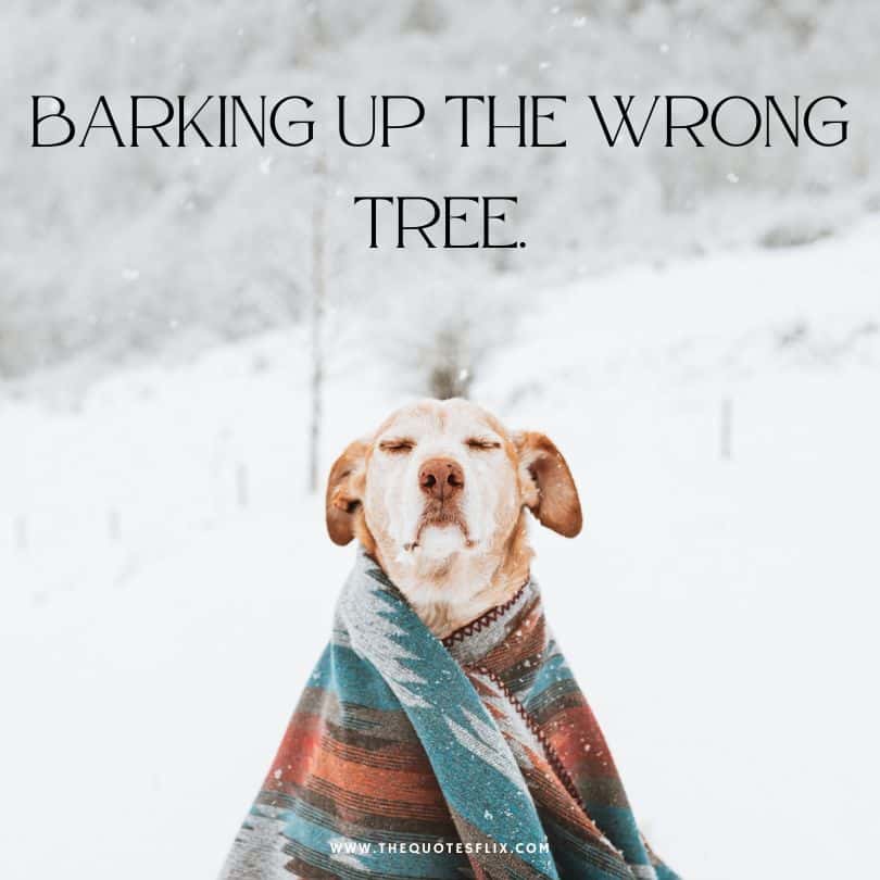 dog caption in English - barking up wrong tree