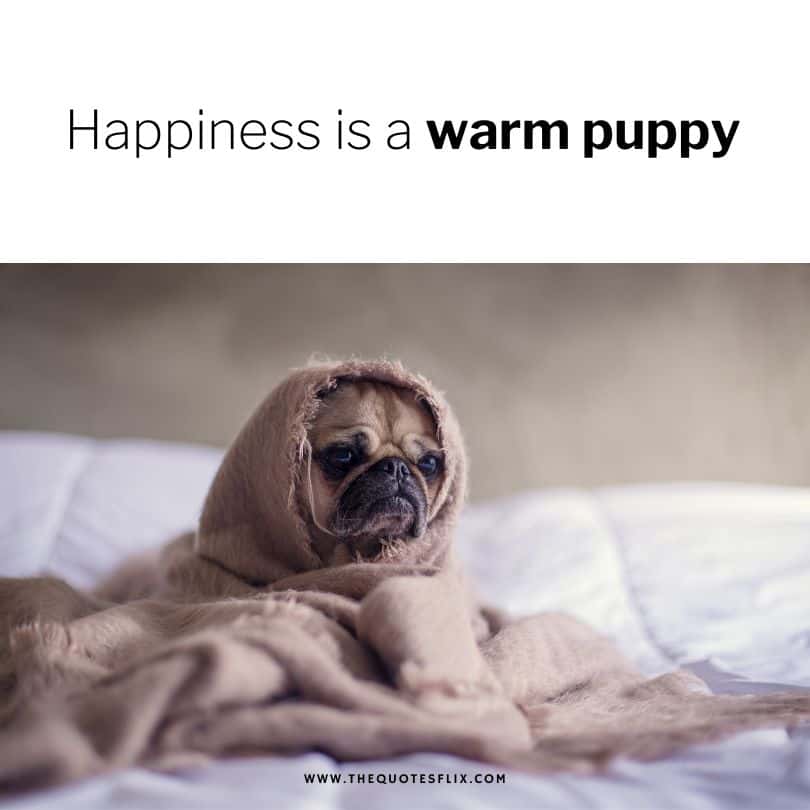 dog caption in English - happiness is warm puppy