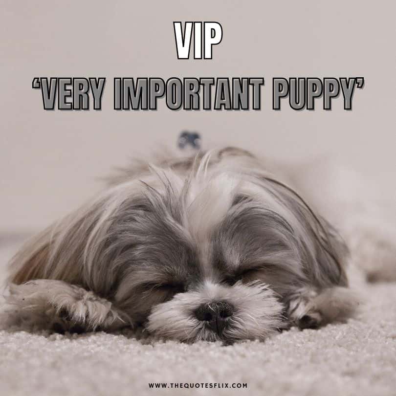 dog quotes short - very important puppy