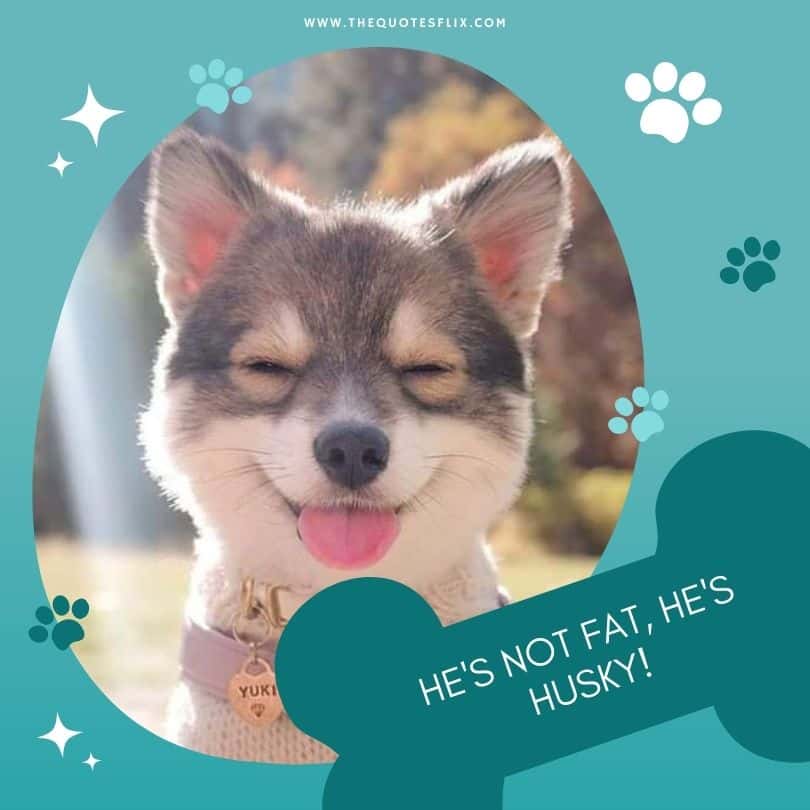 funny dog caption Instagram - hes not fat hes husky